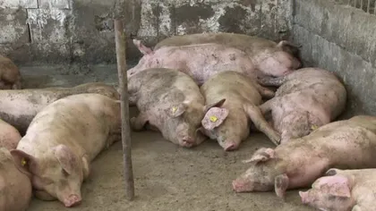 Focar de pestă porcină africană la o fermă din Sibiu. Peste 400 porci au fost eutanasiaţi