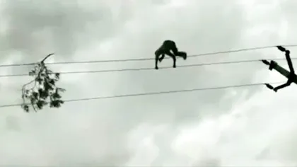 Imagini ŞOCANTE. Angajatul unei companii de electricitate, căţărat pe nişte cabluri de curent pentru a îndepărta o creangă VIDEO
