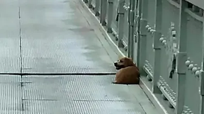 Imagini sfâşietoare cu un căţel care îşi aşteaptă stăpânul, de 4 zile, pe un pod. Bărbatul s-a sinucis în acel loc