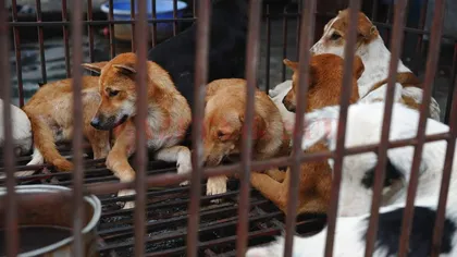 Un cuplu din Vietnam a fost arestat pentru otrăvirea a zeci de câini şi pisici
