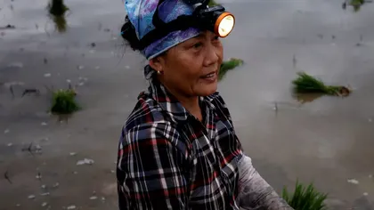 Fermierii vietnamezi, siliţi să muncească noaptea din cauza temperaturilor ridicate