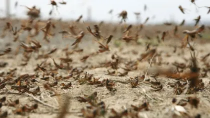 Miliarde de lăcuste fac ravagii în lume. Fenomenul poate duce la foamete