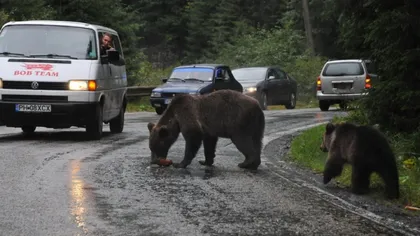 Opt urşi au fost îndepărtaţi de jandarmi din staţiuniile de pe Valea Prahovei. Avertismentul autorităţilor