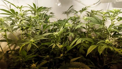 Un bărbat din Braşov a fost reţinut de poliţişti pentru a înfiinţat o cultură de cannabis în locuinţă