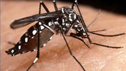 Febră dengue în China. O nouă alertă medicală după ciuma bubonică şi coronavirus