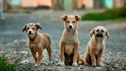 Mai mulţi câini au fost aduşi ilegal din România în Marea Britanie pentru fi vânduţi: 