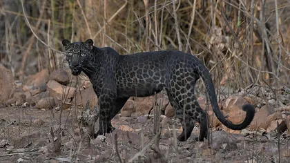 Leopard negru fotografiat într-un safari din India. Imagini rare