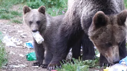 Ministrul Mediului cere amenzi pentru cei care hrănesc animale sălbatice: ursul nu e un animal de companie