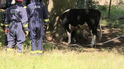O vacă a rămas cu capul înfipt într-o scorbură mai bine de o oră