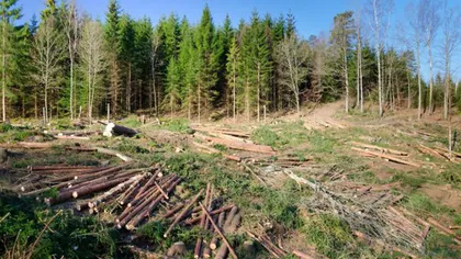 Furtul de arbori va fi faptă penală, conform noului Cod Silvic aprobat de Parlament