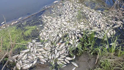 Dezastru ecologic pe râul Bahlui. 