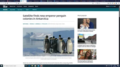 Schimbările climatice au urmări imprevizibile. Numărul pinguinilor imperiali din Antarctica a crescut semnificativ