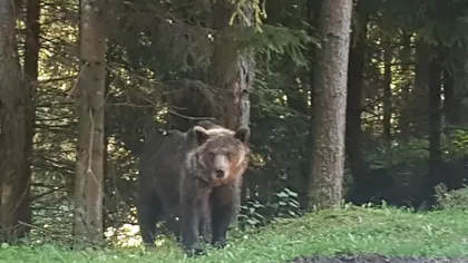 Imagini revoltătoare în judeţul Sibiu! O ursoaică şi puii ei, loviţi intenţionat cu maşina VIDEO