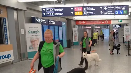 Aeroportul unde pasagerii infectaţi cu SARS-CoV-2 vor fi detectaţi cu ajutorul câinilor: 