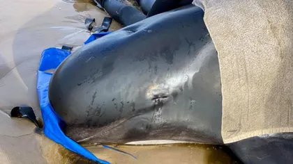 Sute de balene au murit pe coasta de vest a Tasmaniei! Este cea mai mare eşuare înregistrată până acum VIDEO