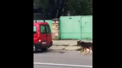 Imagini revoltătoare în Dâmboviţa. Câine tras cu sfoara legată de o maşină. Ce riscă şoferul VIDEO