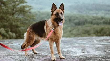 Un câine a devenit erou în Germania. Patrupedul şi-a dat viaţa pentru a-şi scăpa stăpânul dintr-un incendiu