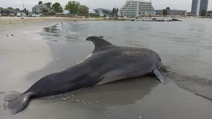 Delfin eşuat pe litoralul românesc. Un turist l-a găsit pe o plajă din Constanţa (FOTO)