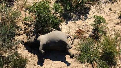 Moarte suspectă în Zimbabwe! Doisprezece pui de elefant au fost găsit morţi în apropierea unei rezervaţii