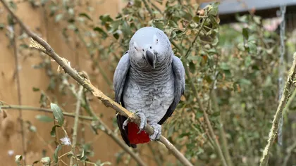 Mai mulţi papagali de la grădina zoologică au fost separaţi pentru că se încurajau reciproc să înjure vizitatorii