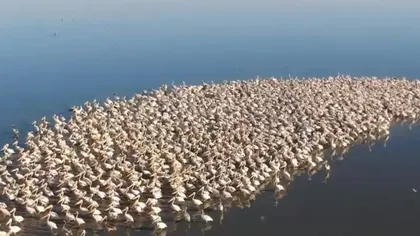 IMPRESIONANT! Sute de pelicani au fost surprinşi pe un lac din Galaţi, înainte de a migra în ţările calde