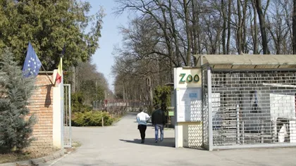 Scene de groază la Zoo Timişoara. Trei câini au reuşit să omoare toţi cangurii