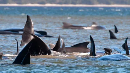 Aproximativ 270 de balene au rămas blocate pe o plajă: 