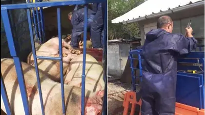 Masacru la Mihăeşti! Peste 50 de porci, ucişi într-o manieră brutală: 