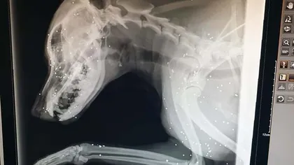 Câine împuşcat de vânător. Medic veterinar: Nu am mai văzut niciodată atâtea alice într-un singur animal