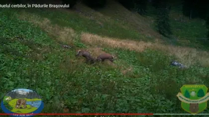 Imagini cu cerbi în duel surprinse în pădurile din Braşov VIDEO
