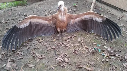 Descoperire inedită. Un vultur sur, specie dispărută din România după Al Doilea Război Mondial, a fost găsit epuizat în Lunca Mureşului