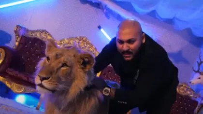 Dani Mocanu, acuzat că a filmat un videoclip cu un leu rănit şi subnutrit: 