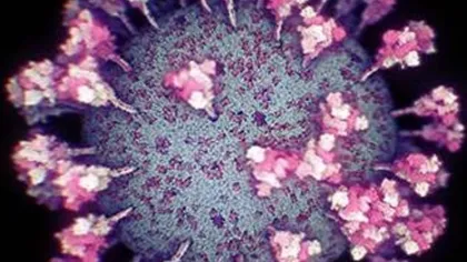 Noi imagini cu COVID-19. Cum arată coronavirusul văzut la microscop