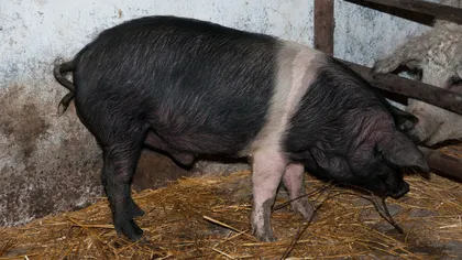 Ignat 2020: Românii sacrifică în decembrie un milion de porci
