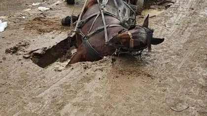 Imagini şocante în Teleorman. Un cal s-a prăbuşit într-o groapă de canalizare. Toată scena a devenit virală pe internet