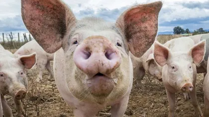 Porcul modificat genetic poate fi mâncat 