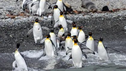 Ne îndreptăm spre o catastrofă naturală. Vieţile a milioane de pinguini sunt ameninţate de un iceberg uriaş, cu suprafaţa cât jumătatea unui judeţ din România