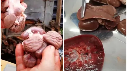 Porcul cu 14 rinichi i-a şocat pe medicii veterinari. Animalul suferea de o malformaţie congenitală