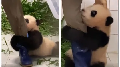 Un urs panda se agață de piciorul îngrijitorului și îl imploră să nu-l lase singur în cușcă. Imagini fabuloase!