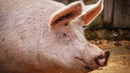 Focar de Pestă porcină africană într-o fermă din Vrancea. 30.000 de porci au fost afectaţi