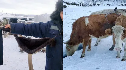 Cum sunt echipate vacile din cel mai friguros sat din lume. Nu o să îți vină să crezi