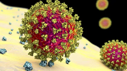 Virusul mutant din Marea Britanie a ajuns în 60 de ţări, anunţă OMS. Un britanic se infectează la fiecare 30 de secunde