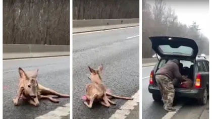 Imagini emoționante! Căprioară rănită de un șofer grăbit, abandonată în mijlocul șoselei