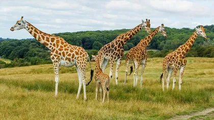Trei girafe au murit electrocutate din cauza stâlpilor de tensiune prea scunzi