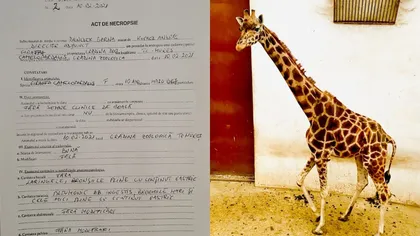Singura girafă din România a murit. Care este cauza decesului