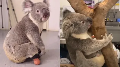 Imagini incredibile cu un koala născut fără picior. Cum a reușit să se cațăre și să alerge