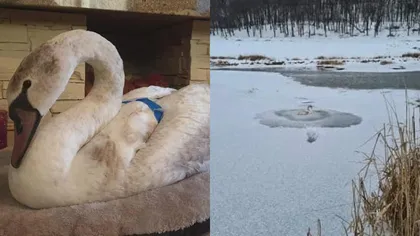 O lebădă prinsă în gheața unui râu din Suceava a fost salvată de un trecător