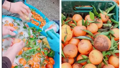 Mandarine spălate cu detergent de vase de românii care muncesc în Italia: 