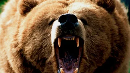 Alertă în Predeal. Un urs i-a speriat pe turiştii de pe pârtie. A fost emis RO-ALERT