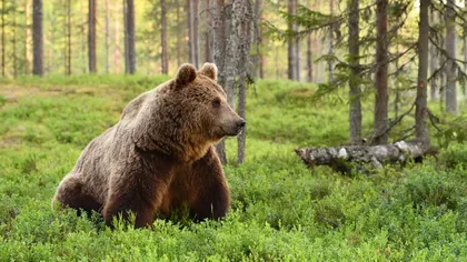 Preşedintele CJ Harghita, în Parlamentul European, privind problematica urşilor: 